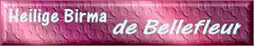 Heilige Birmas de Bellefleur