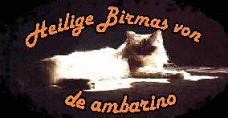Heilige Birmas von de ambarino