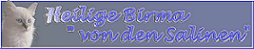 Heilige Birma 