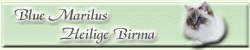 Blue Marilus Heilige Birma