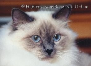 Bianca vom Rosenst&auml;dtchen