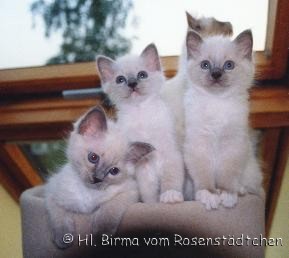 Unser C-Wurf