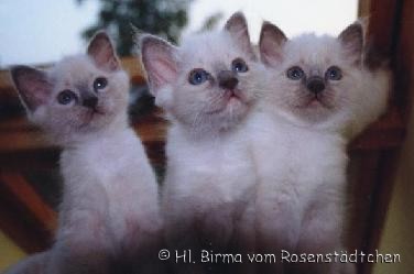 Unser C-Wurf