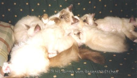 Ein Kn&auml;ul Katzen