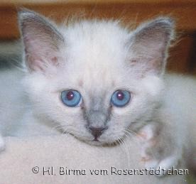 Campino vom Rosenst&auml;dtchen - Gru&szlig; an Ralf