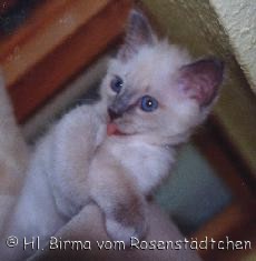 Cooper vom Rosenst&auml;dchen