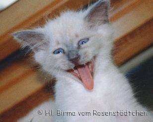 Cooper vom Rosenst&auml;dchen