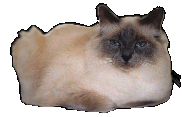 Champion Bonali vom Puppenschloss (Hl. Birma - Blue Point)