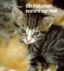 Ein K&auml;tzchen kommt zur Welt