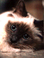 Champion Bonali vom Puppenschloss (Hl. Birma - Blue Point)